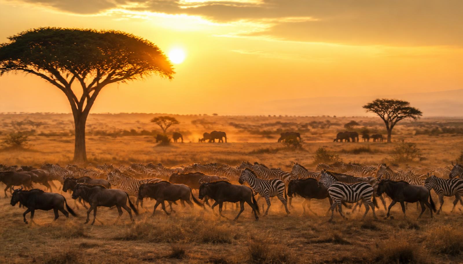 Safari in Africa 2026: Best Destinations & Costs